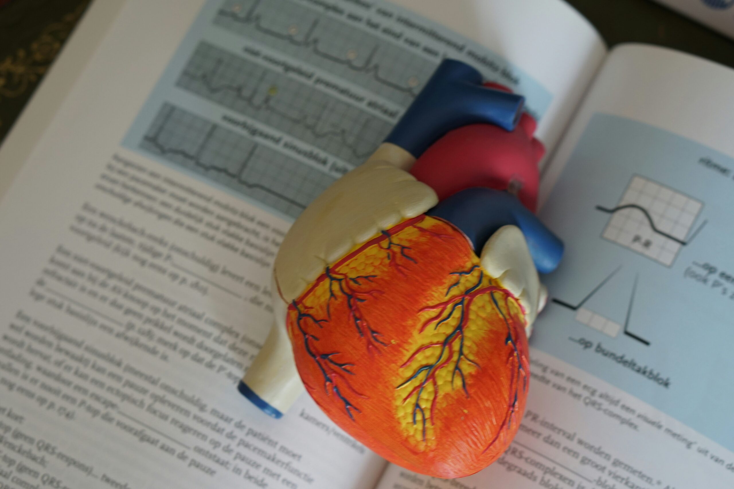 Anatomical heart model resting on a cardiology reference book